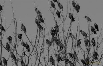 Starlings: The Curious Odyssey of a Most Hated Bird [KSIĄŻKA]