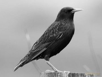 Starlings: The Curious Odyssey of a Most Hated Bird [KSIĄŻKA]