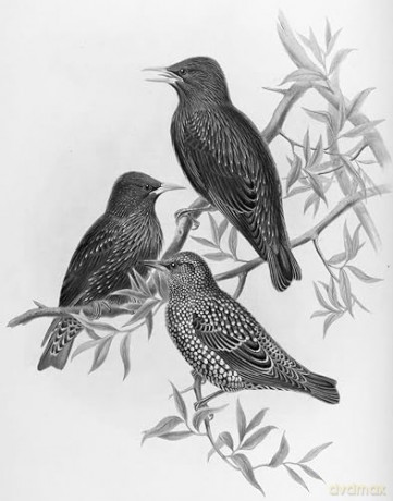 Starlings: The Curious Odyssey of a Most Hated Bird [KSIĄŻKA]