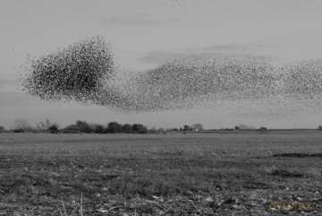 Starlings: The Curious Odyssey of a Most Hated Bird [KSIĄŻKA]