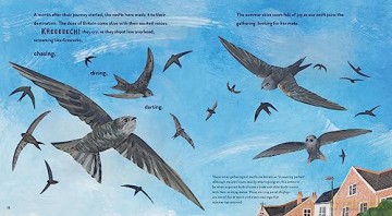Super Swifts: The Small Bird With Amazing Powers [KSIĄŻKA]