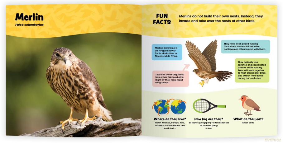 The Fantastic World of Birds of Prey [KSIĄŻKA]