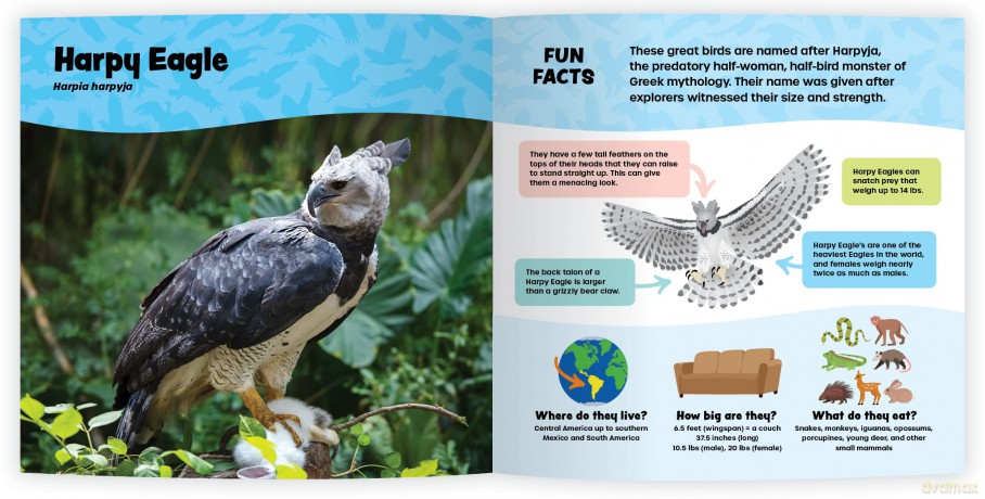 The Fantastic World of Birds of Prey [KSIĄŻKA]