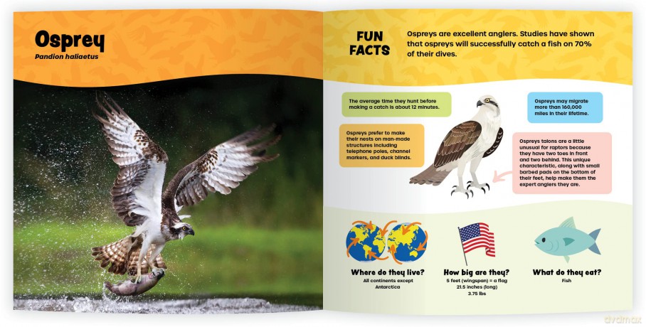The Fantastic World of Birds of Prey [KSIĄŻKA]