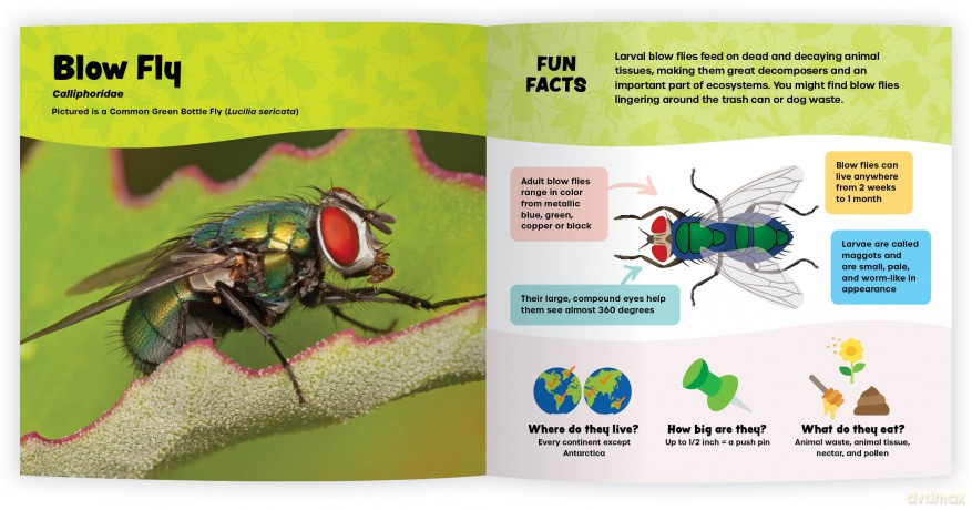 The Fantastic World of Bugs [KSIĄŻKA]