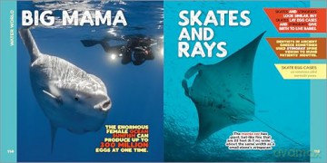 The Fascinating Animal Book for Kids: 500 Wild Facts! [KSIĄŻKA]