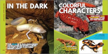 The Fascinating Animal Book for Kids: 500 Wild Facts! [KSIĄŻKA]