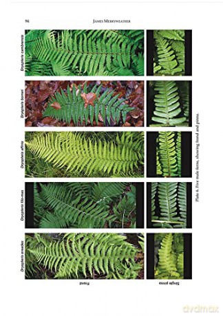 The Fern Guide: A Field Guide to the Ferns, Clubmosses, Quillworts and Horsetails of the British Isles [KSIĄŻKA]