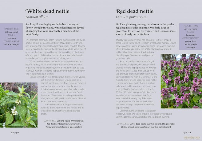 The Forager's Almanac: A year of sustainable foraging, wildcraft and recipes [KSIĄŻKA]