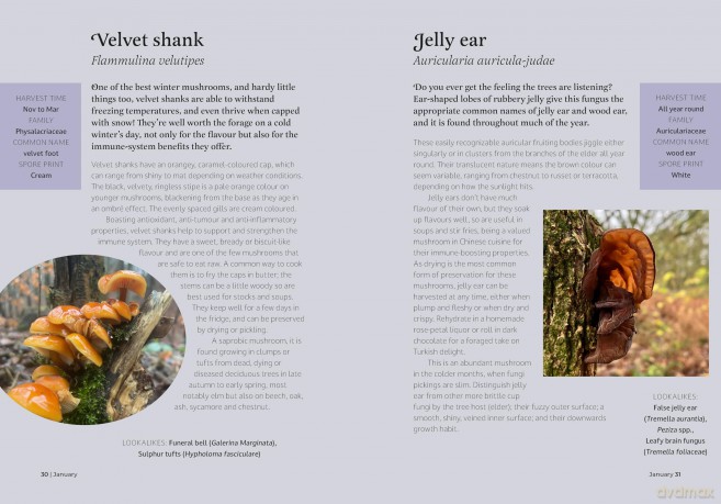 The Forager's Almanac: A year of sustainable foraging, wildcraft and recipes [KSIĄŻKA]