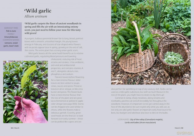 The Forager's Almanac: A year of sustainable foraging, wildcraft and recipes [KSIĄŻKA]