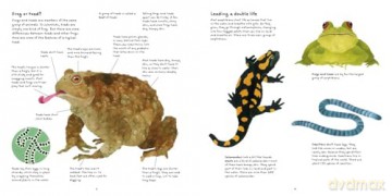 The Frog Book [KSIĄŻKA]