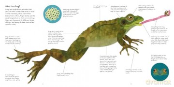 The Frog Book [KSIĄŻKA]