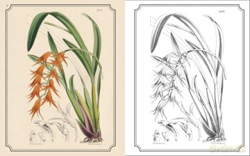 The Kew Gardens Flowers Colouring Book: Hardback Gift Edition [KSIĄŻKA]
