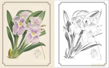The Kew Gardens Flowers Colouring Book: Hardback Gift Edition [KSIĄŻKA]