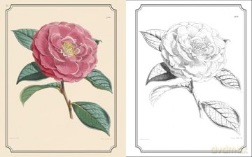 The Kew Gardens Flowers Colouring Book: Hardback Gift Edition [KSIĄŻKA]