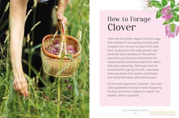 The Little Wild Library: Clover: Simple things to do with the plants around you. [KSIĄŻKA]