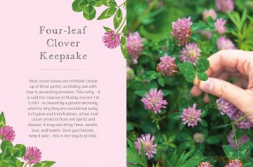 The Little Wild Library: Clover: Simple things to do with the plants around you. [KSIĄŻKA]