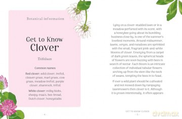 The Little Wild Library: Clover: Simple things to do with the plants around you. [KSIĄŻKA]