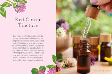 The Little Wild Library: Clover: Simple things to do with the plants around you. [KSIĄŻKA]