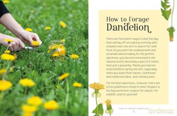 The Little Wild Library: Dandelion: Simple things to do with the plants around you. [KSIĄŻKA]