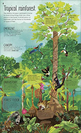 The Magic and Mystery of Trees [KSIĄŻKA]