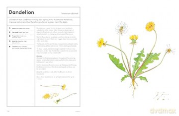 The Medicinal Garden: Treat, feed and soothe straight from your garden [KSIĄŻKA]