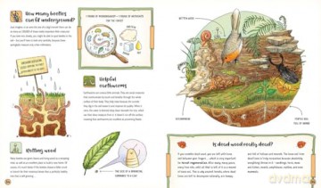 The Secret Life of the Forest: Trees, Animals, and Fungi [KSIĄŻKA]
