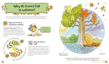 The Secret Life of the Forest: Trees, Animals, and Fungi [KSIĄŻKA]