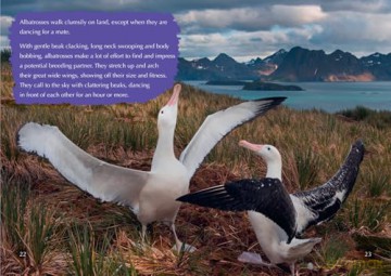 The Story of the Albatross: Band 14/Ruby [KSIĄŻKA]