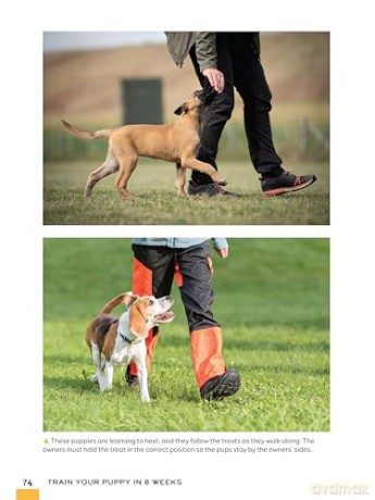 Train Your Puppy in 8 Weeks: A Positive Guide for Dog Owners [KSIĄŻKA]