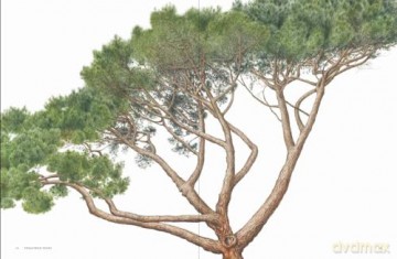 Treasured Trees [KSIĄŻKA]
