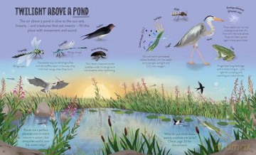 Up in the Air: Seek, find and celebrate nature's treasures with the Natural History Museum [KSIĄŻKA]