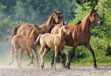 Puzzle 260 Purebred Arabians CASTOR 112934 [PUZZLE]