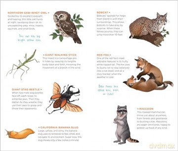 Wild, Wonderful Tattoo Woodland Animals: 60 Temporary Tattoos That Teach [KSIĄŻKA]