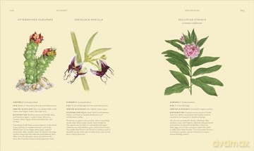 Wildflowers: Discover the Science and Secrets Behind the World of Wildflowers [KSIĄŻKA]