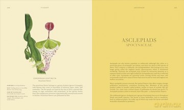 Wildflowers: Discover the Science and Secrets Behind the World of Wildflowers [KSIĄŻKA]