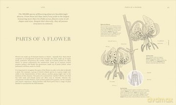 Wildflowers: Discover the Science and Secrets Behind the World of Wildflowers [KSIĄŻKA]