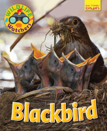 Wildlife Watchers: Blackbird 2017 [KSIĄŻKA]