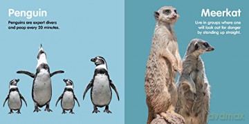 Zoo Animals: Board book [KSIĄŻKA]