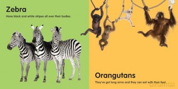 Zoo Animals: Board book [KSIĄŻKA]