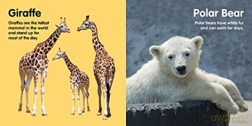 Zoo Animals: Board book [KSIĄŻKA]