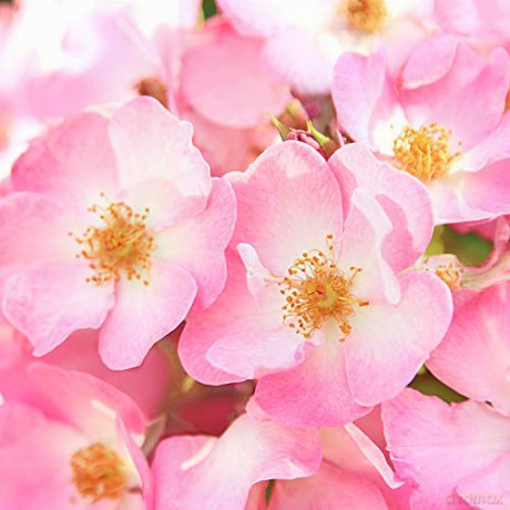 Brightening day cream Wild rose and white tea Smoothing Day Cream 40 ml