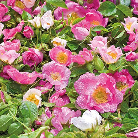 Brightening day cream Wild rose and white tea Smoothing Day Cream 40 ml