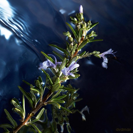 Cool Water Reborn - woda toaletowa - Volume: 75 ml