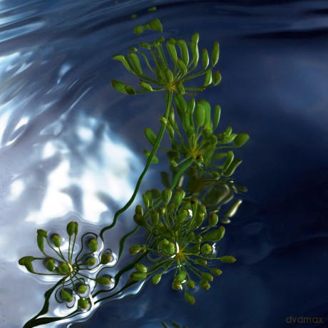Cool Water Reborn - woda toaletowa - Volume: 75 ml