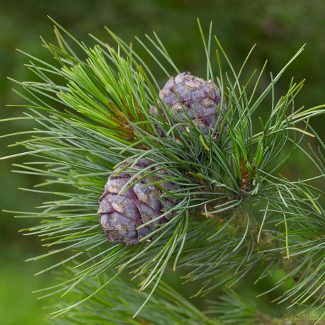 Floral water Pine-cedar Organic 100 ml