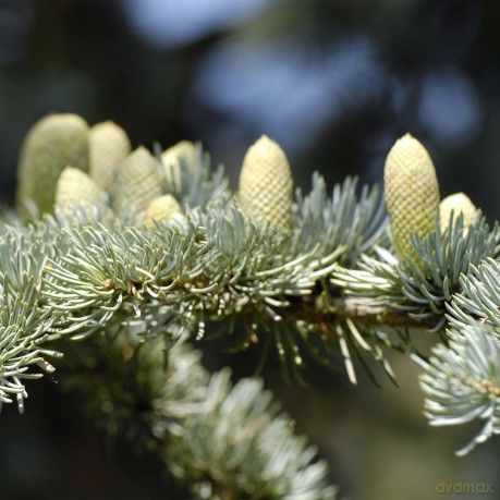 Floral water Pine-cedar Organic 100 ml