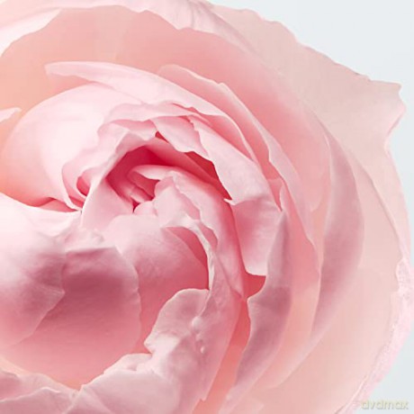 Lacoste L.12.12. Rose - woda perfumowana - Volume: 35 ml