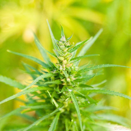 Organic Hemp Seed Oil 50 ml